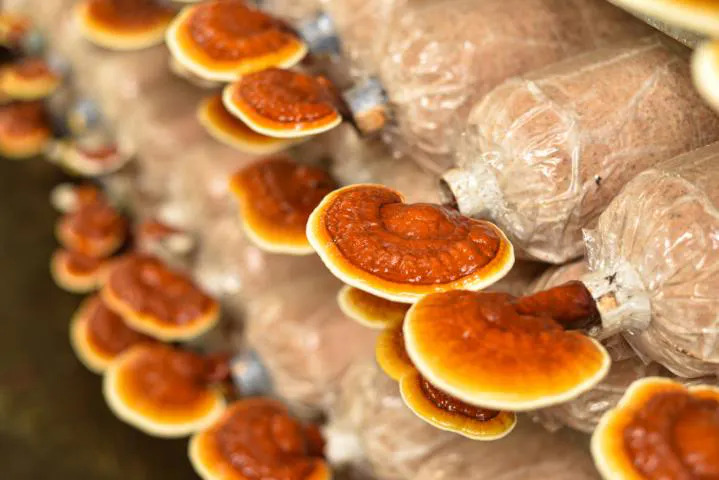 reishi-mushroom-habitat