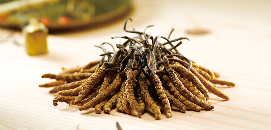 ABOUT CORDYCEPS