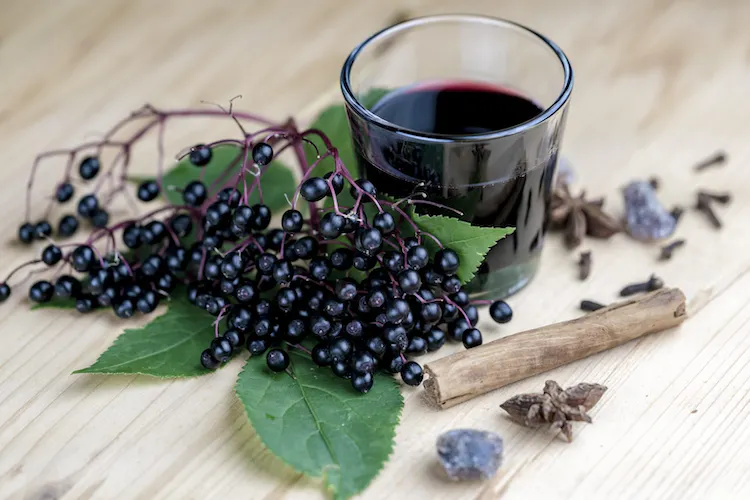 elderberry