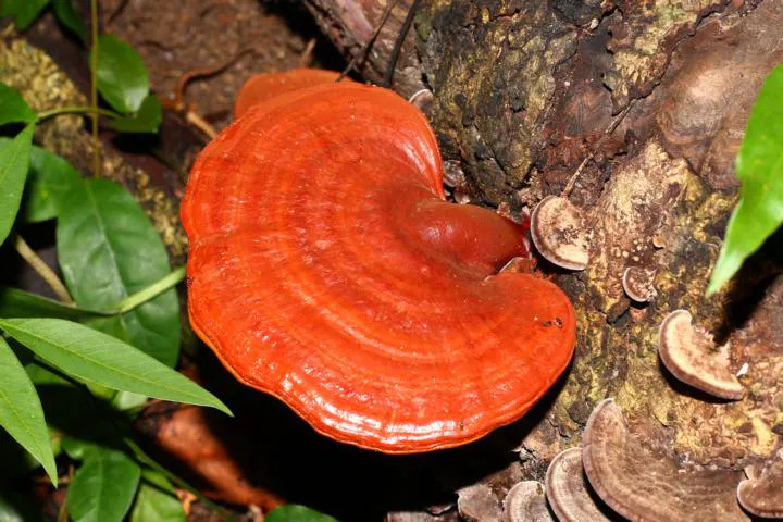 mushrooms-for-depression-lingzhi