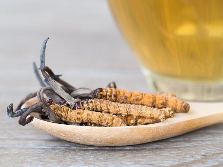superfood-immune-system-cordyceps