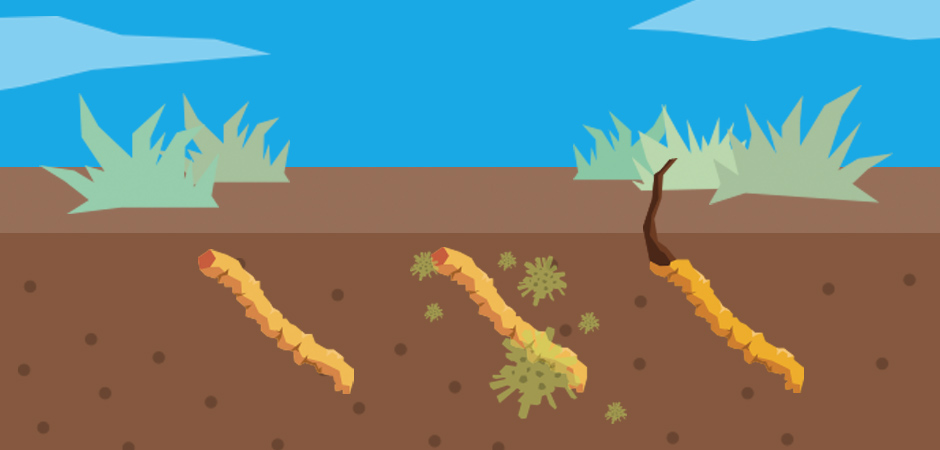 ABOUT CORDYCEPS