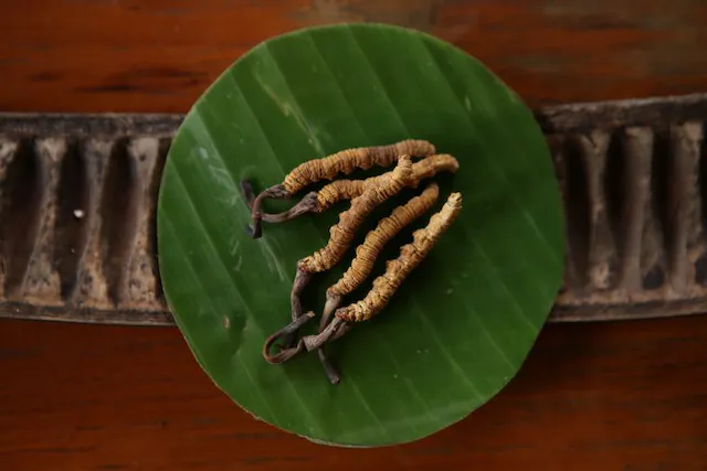 Cordyceps Benefits