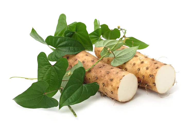 Chinese yam